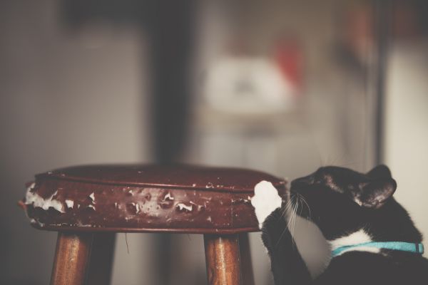 katze-kratzt-an-möbeln (3) Katze kratzt an Möbeln: Katze kratzt an einem Lederhocker