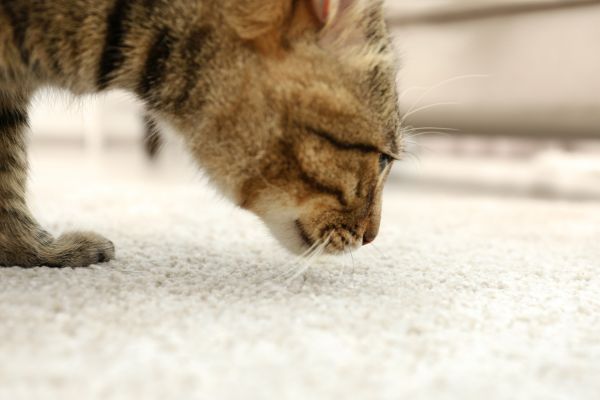 katzen stubenrein bekommen (1) Katzen stubenrein bekommen: Katze richt an Teppich