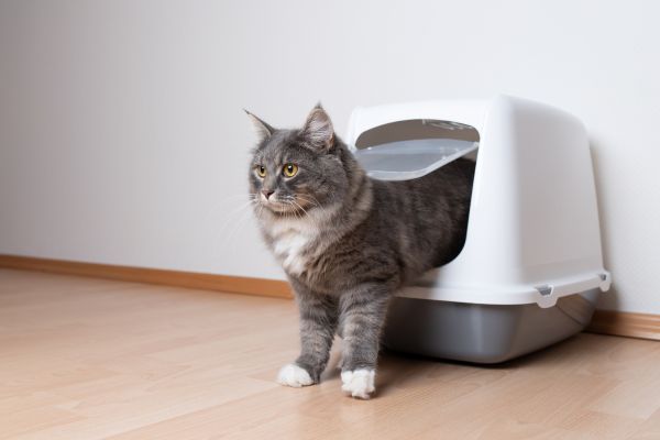 katzen stubenrein bekommen (2) Katzen stubenrein bekommen: Katze kommt aus Katzeklo heraus