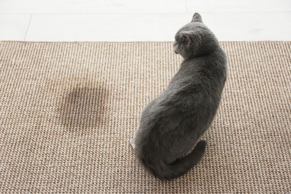 katzen stubenrein bekommen (3) Katzen stubenrein bekommen: Katze sitzt auf einem Teppich und neben ihr ist ein nasser Fleck