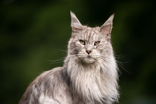 Maine Coon: Helle Katze schaut in die Kamera