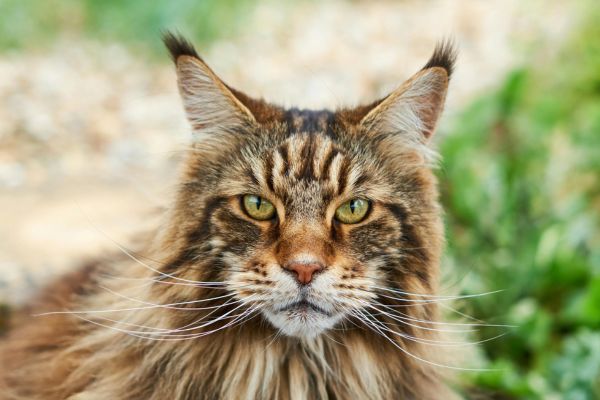 Maine Coon: schaut in die Kamera