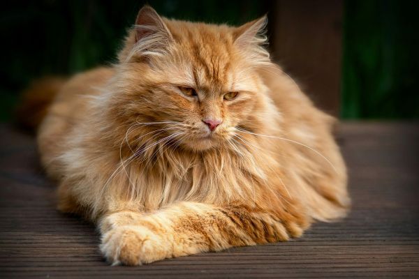 Maine Coon: Orangene Katze liegt auf einem Tisch
