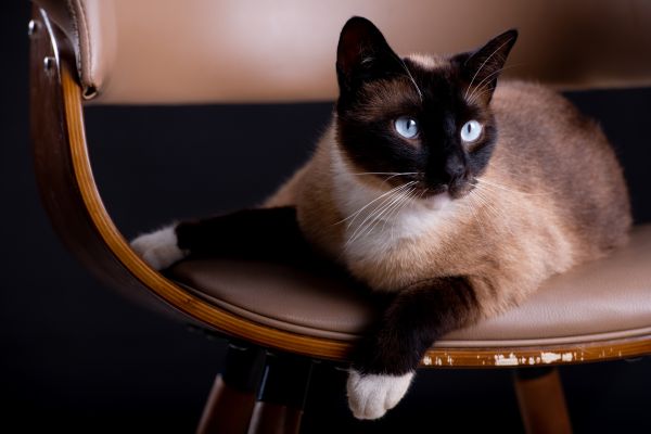 Siamkatze: liegt auf einem Stuhl