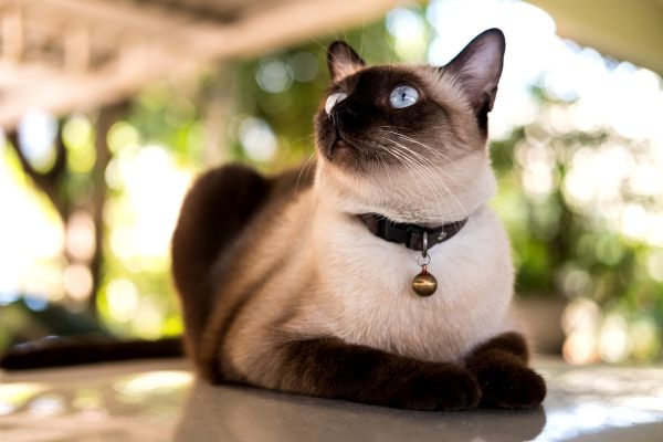 Siamkatze: liegt auf einem Tisch draußen