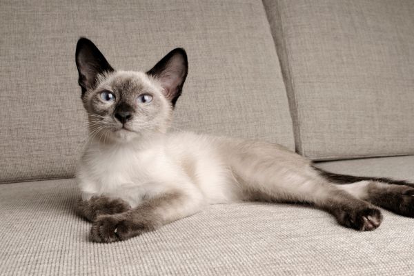 Siamkatze: liegt auf einem Sofa