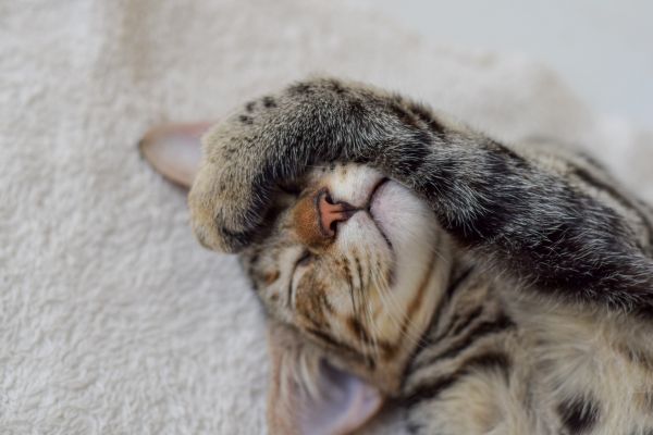 Stress bei Katzen:Katze erschöpft. Hat  eine Pfote über ihre Augen.
