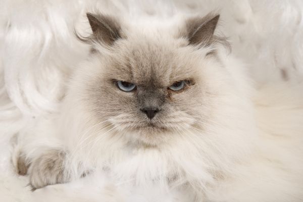 Stress bei Katzen: Katze guckt Böse.