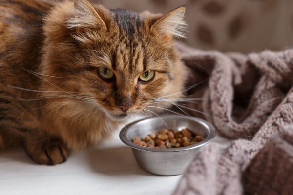 Verhaltensprobleme bei Katzen: Katze frisst nicht, steht vor Futternapf