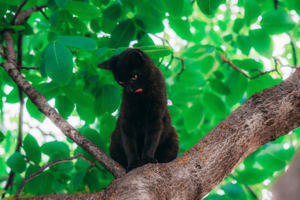 Bombay-Katze: sitzt auf einem Baum