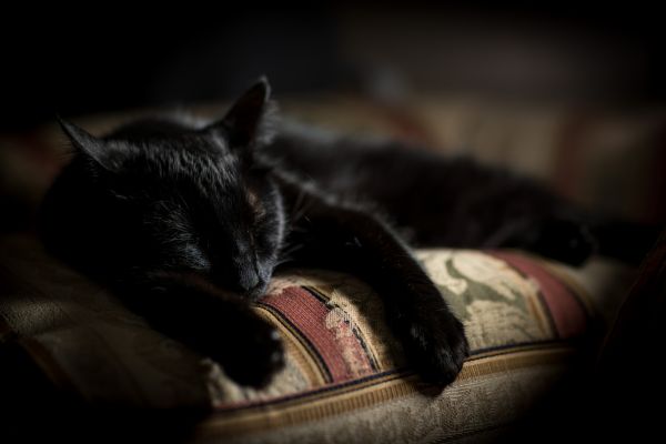 Bombay-Katze: liegt auf einem Sessel und schläft