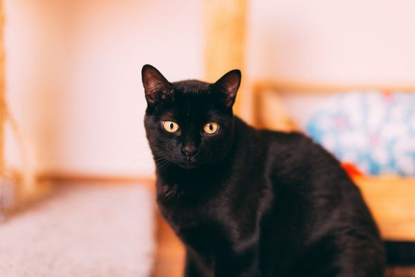 Bombay-Katze: sitzt vor der und schaut in die Kamera