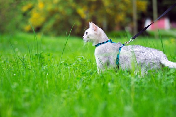 Burmilla (2) Burmilla: Katze im grünen Gras