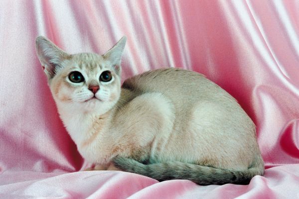 Burmilla (3) Burmilla: Katze sitzt auf einem Rosa Seidentuch
