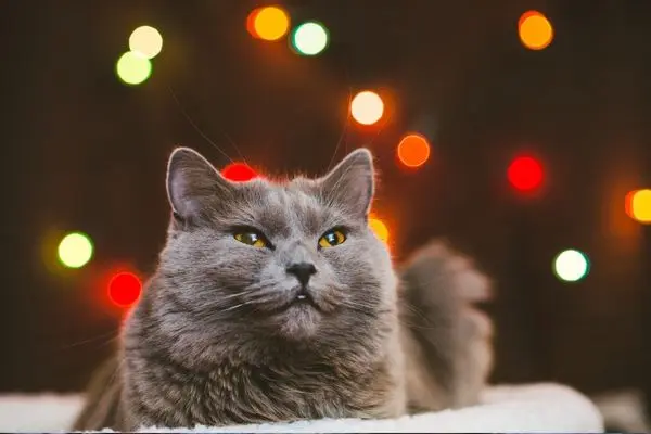 Chartreux2 Katze liegt im Katzenbett und schaut nach oben