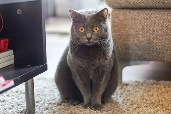Chartreux3 Katze sitzt im Wohnzimmer auf dem Teppich