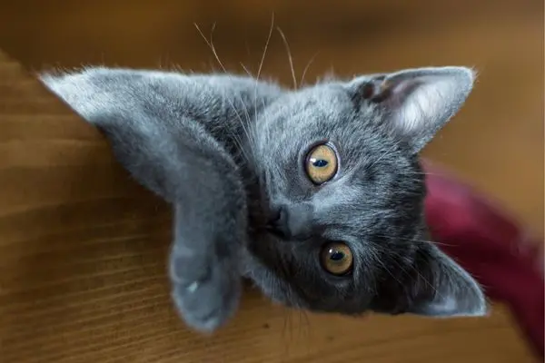 Chartreux5 Junge Katze schaut im liegen in die Kamera