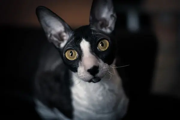 Cornish Rex 2 Eine Cornish Rex schaut aufmerksam in die Kamera