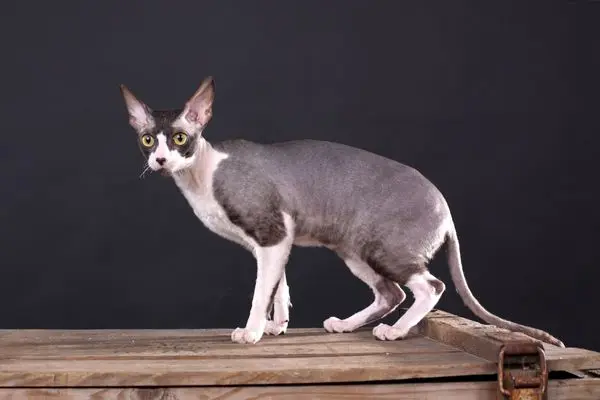 Cornish Rex 3 Eine Cornish Rex Katze von der Seite zu sehen