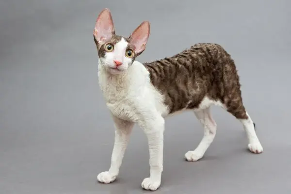 Cornish Rex 4 Eine Cornish Rex Katze steht auf einem grauen Untergrund und schaut in die Kamera