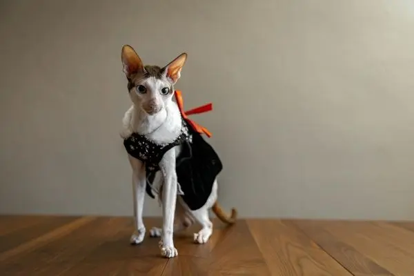 Cornish Rex 5 Katze Sitz auf einem Parkettboden und hat ein Geschirr an
