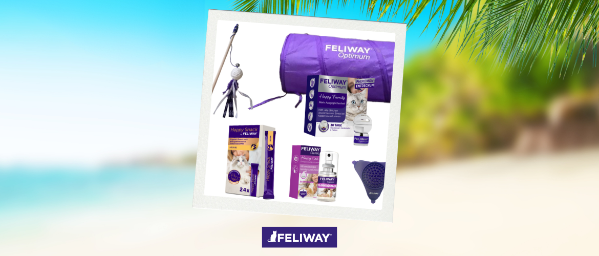 Tag 4 ecats Holiday Week: Gewinne den Preis von Feliway