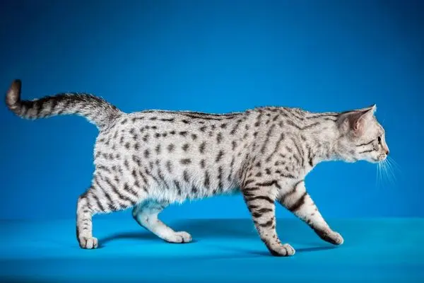 ägyptische-mau2 Ägyptische Mau von der Seite vor einem blauen Hintergrund