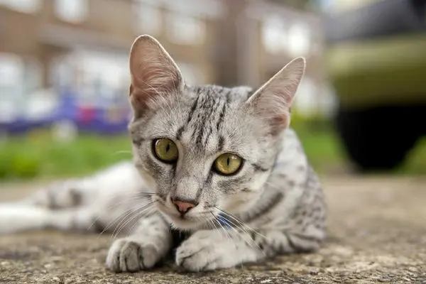 ägyptische-mau3 Eine Katze liegt auf einer Straße im Hintergrund ist ein Haus