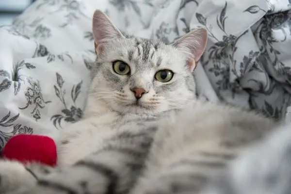 ägyptische-mau4 Eine Katze liegt in einer weißen Decke und schaut in die Kamera
