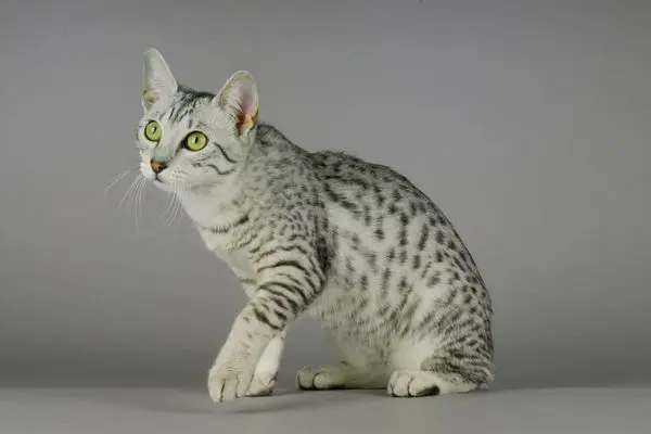 ägyptische-mau5 Katze sitzt vor einem grauen Hintergrund