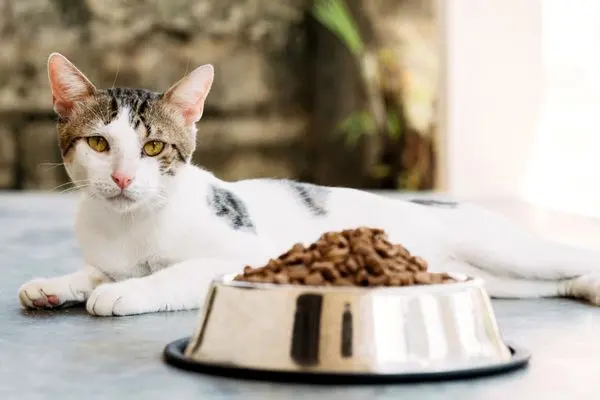 Katze liegt vor ihrem Futternapf