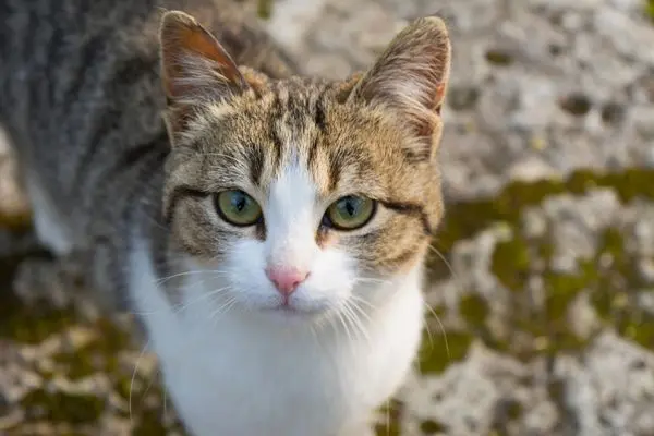 Katze schaut aufmerksam in die Kamera