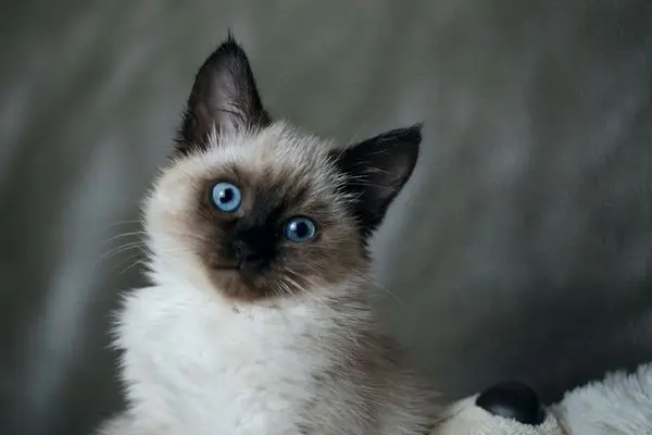 balinesenkatze-1 Katze schaut aufmerksam in die Kamera