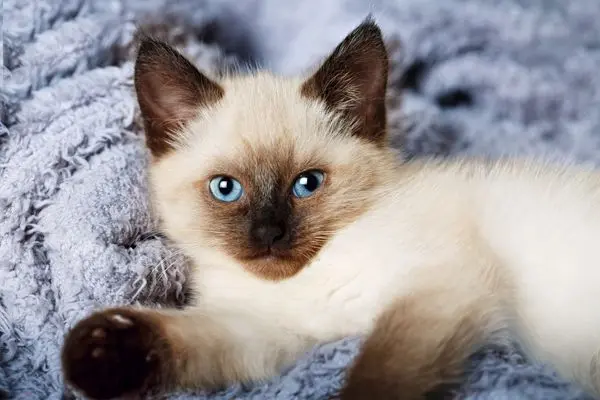 balinesenkatze-3 Junge Balinesenkatze liegt auf einer Decke