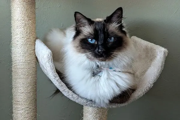 birma-katze (2) Birma Katze sitzt auf einem Katzenbaum