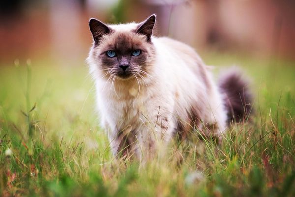birma-katze (5) Katze läuft durch eine Wiese