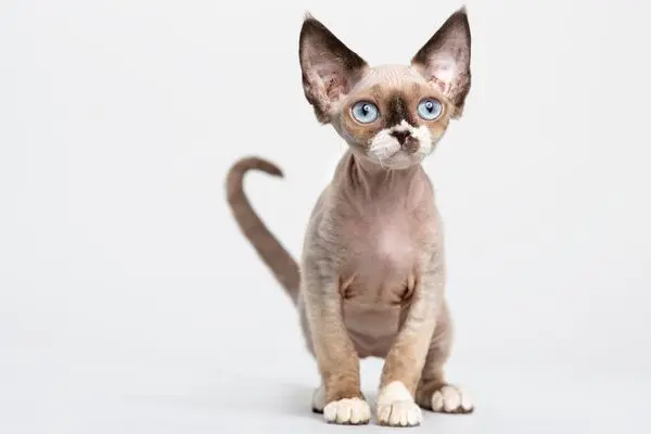 devon-rex 2 Junge Devon Rex sitzt vor einem weißen Hintergrund