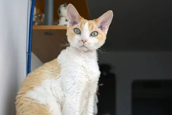devon-rex 3 Devon Rex Katze schaut aufmerksam in die Kamera im Hintergrund ist ein Bücherregal