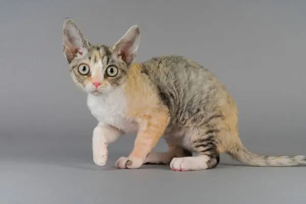 devon-rex 4 Devon Rex Katze sitzt vor einem grauen Hintergrund