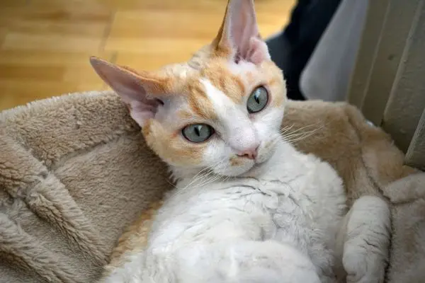 devon-rex 5 Helle Devon Rex liegt auf einer Decke