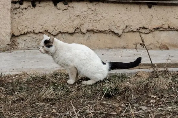 kater markiert2 Katze pinkelt in den Garten