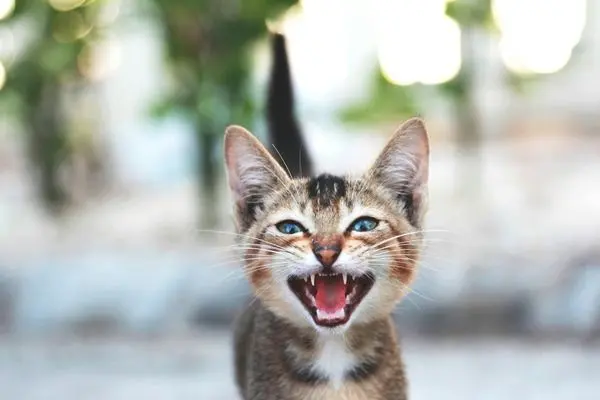 katze miaut viel2 Katze miaut in die Kamera vor einem verschwommenen Hintergrund