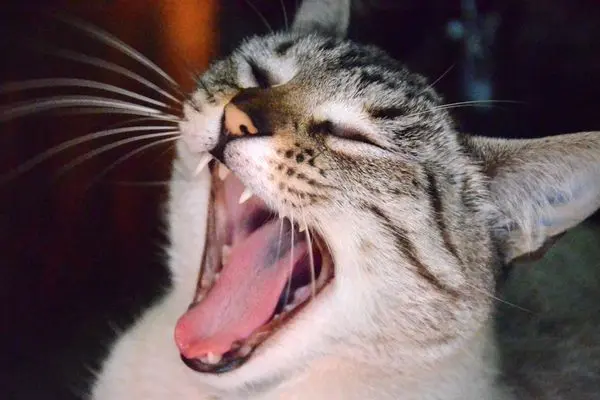 katze miaut viel3 Nahaufnahmen einer Katze die ihr Maul weit aufreißt