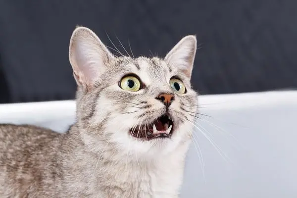 katze miaut viel4 Katze schaut erschrocken