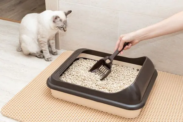 wie-oft-katzenklo-säubern2 Katze sitzt neben dem Katzenklo und beobachtet wie es gesäubert wird