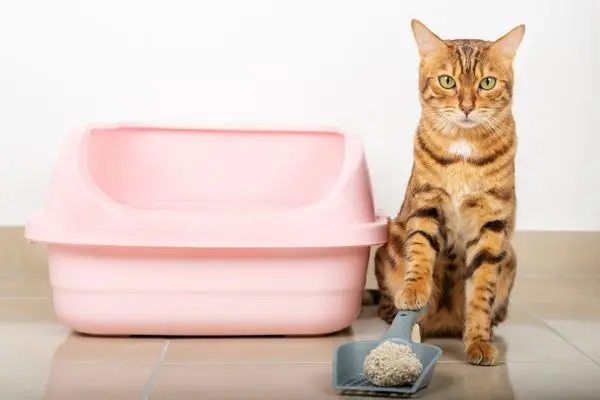 wie-oft-katzenklo-säubern4 Katze sitzt neben dem Katzenklo und hat eine Schaufel mit Streu vor sich liegen