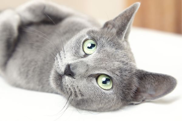 ägyptische-mau2 Ägyptische Mau von der Seite vor einem blauen Hintergrund
