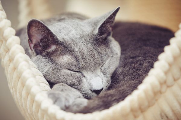 ägyptische-mau3 Eine Katze liegt auf einer Straße im Hintergrund ist ein Haus
