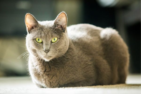 ägyptische-mau4 Eine Katze liegt in einer weißen Decke und schaut in die Kamera