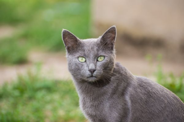 ägyptische-mau5 Katze sitzt vor einem grauen Hintergrund